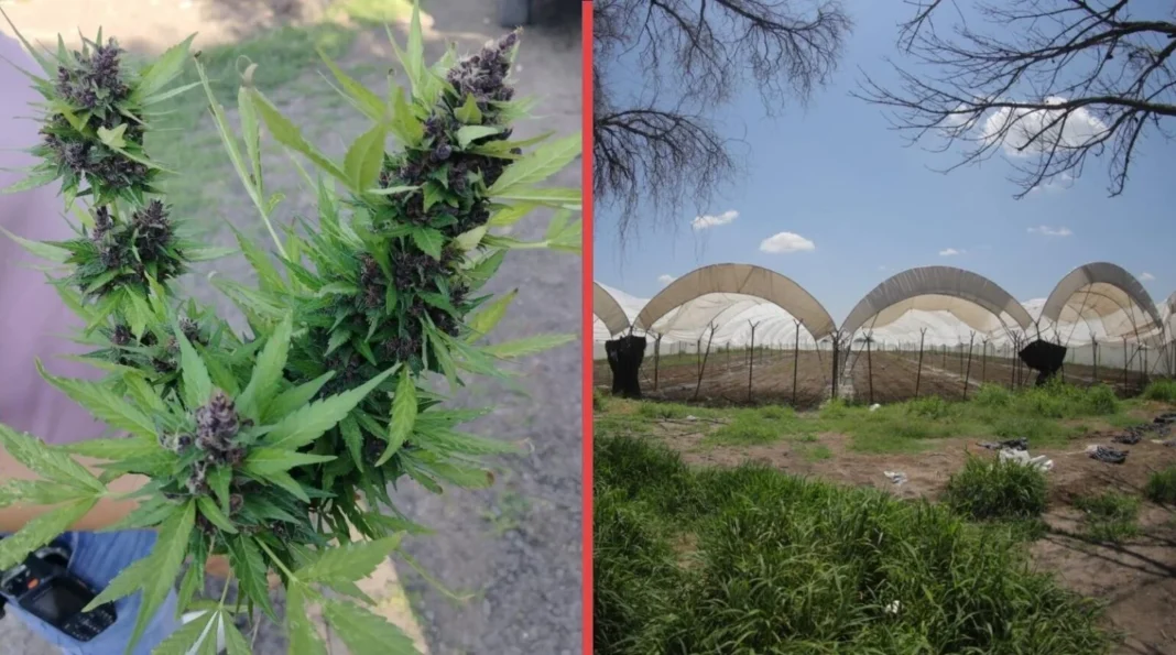 Desmantelan invernadero clandestino en Romita con más de 6 mil plantas de cannabis