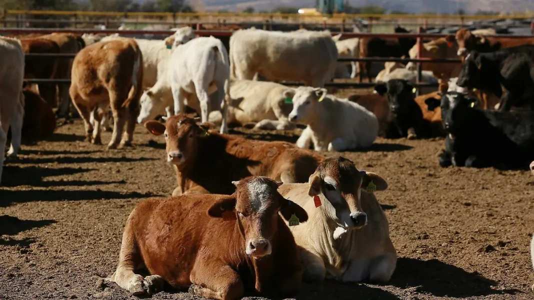 Exigen incluir a Durango en la reapertura de exportaciones de ganado a Estados Unidos