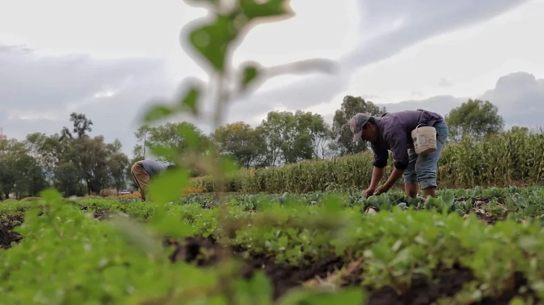 Extorsión alcanza al campo de Guanajuato