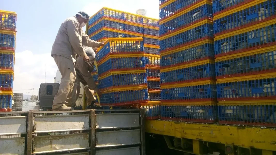 Fomentan la producción de huevo para autoconsumo en Pachuca