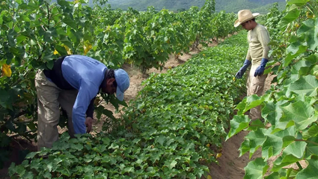 Impulsan diálogo para rescatar al sector frijolero en Durango