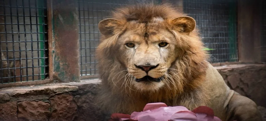 Llega al Zoológico de Culiacán, ‘Tiki’ el león africano de 150 kilos