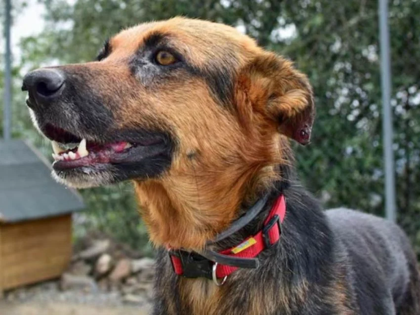 Perros ferales atacan y matan patos
