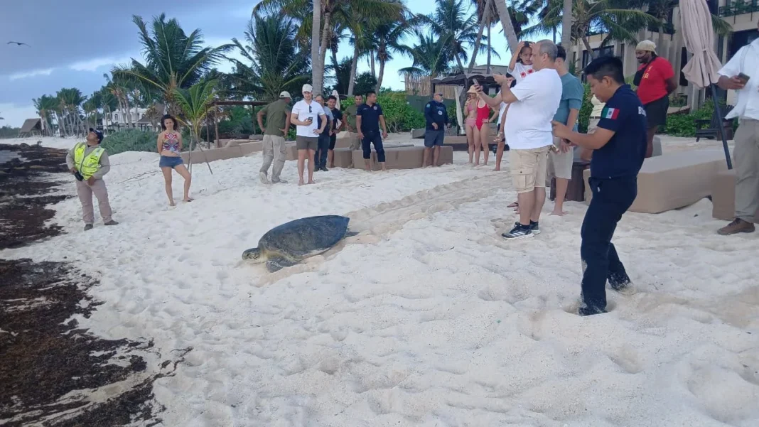 Rescatan enorme tortuga de 220 kilos de una piscina de un hotel de la Riviera Maya