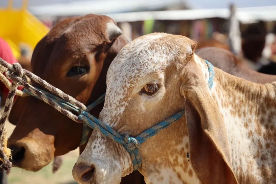 Sonora registra primer caso de gusano barrenador a días de reanudar exportación de ganado a EU