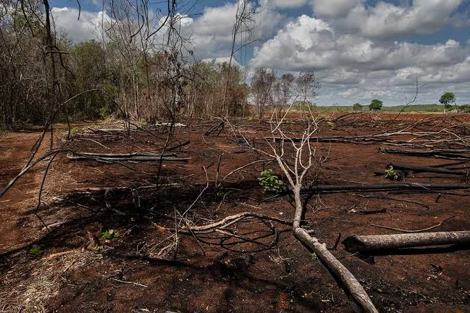 Denuncian despojo de tierras a comunidades mayas de Campeche