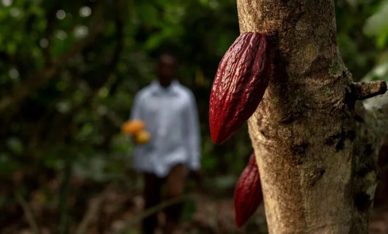 Gobierno prevé producción de 10 mil toneladas de cacao en Tabasco