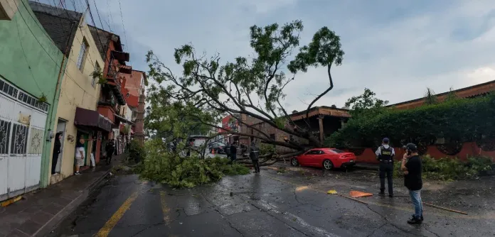 Lluvias dejan 12 árboles caídos en Morelia