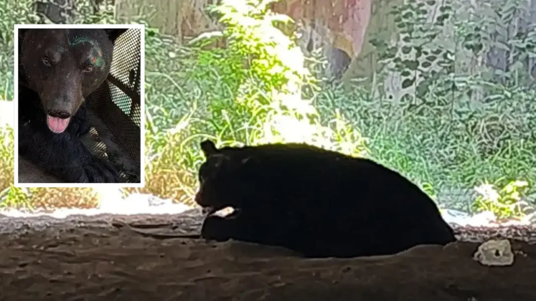 Oso de gran tamaño es visto bajo un puente del río La Silla en Monterrey