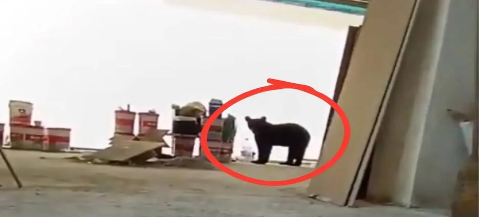 Oso sorprende a trabajadores de construcción y se roba sus lonches en Monterrey