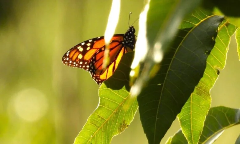 Saltillo recibe a las primeras mariposas monarca