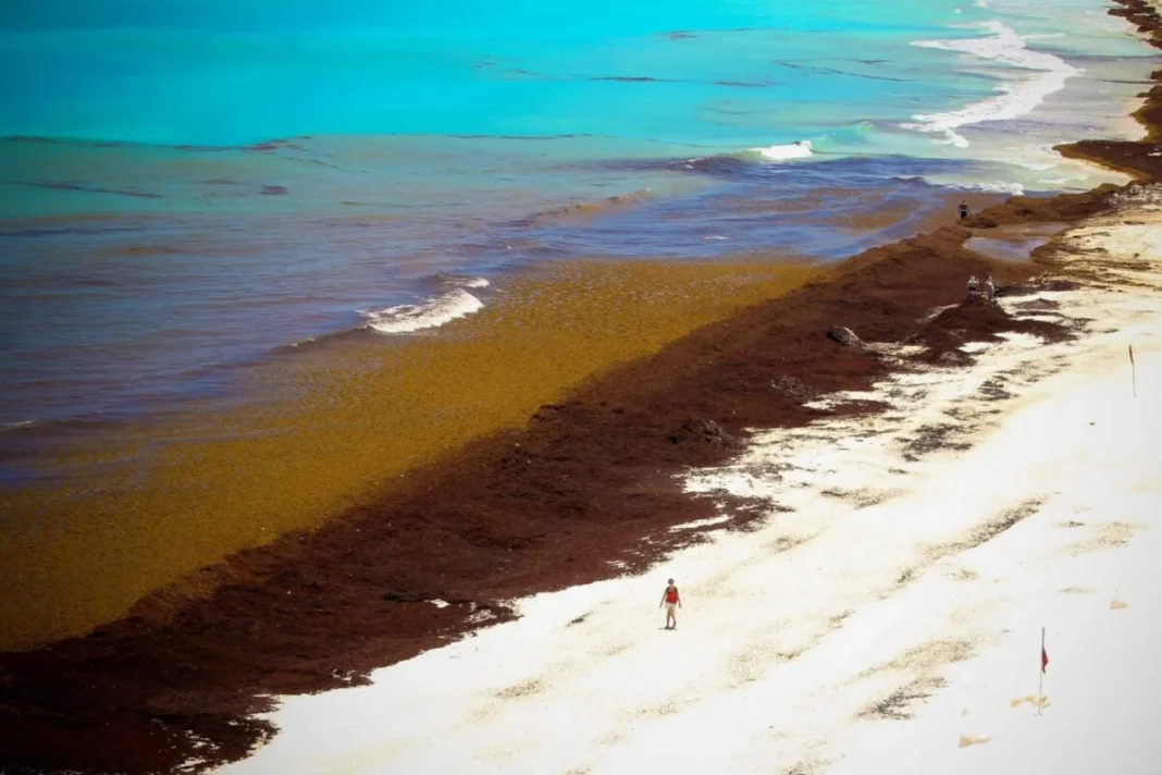 Sargazo ahuyenta bodas en playas de Tulum