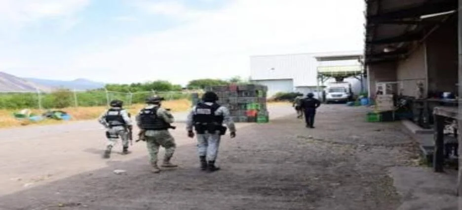 Ataque armado en empacadora de aguacate deja tres muertos en Michoacán