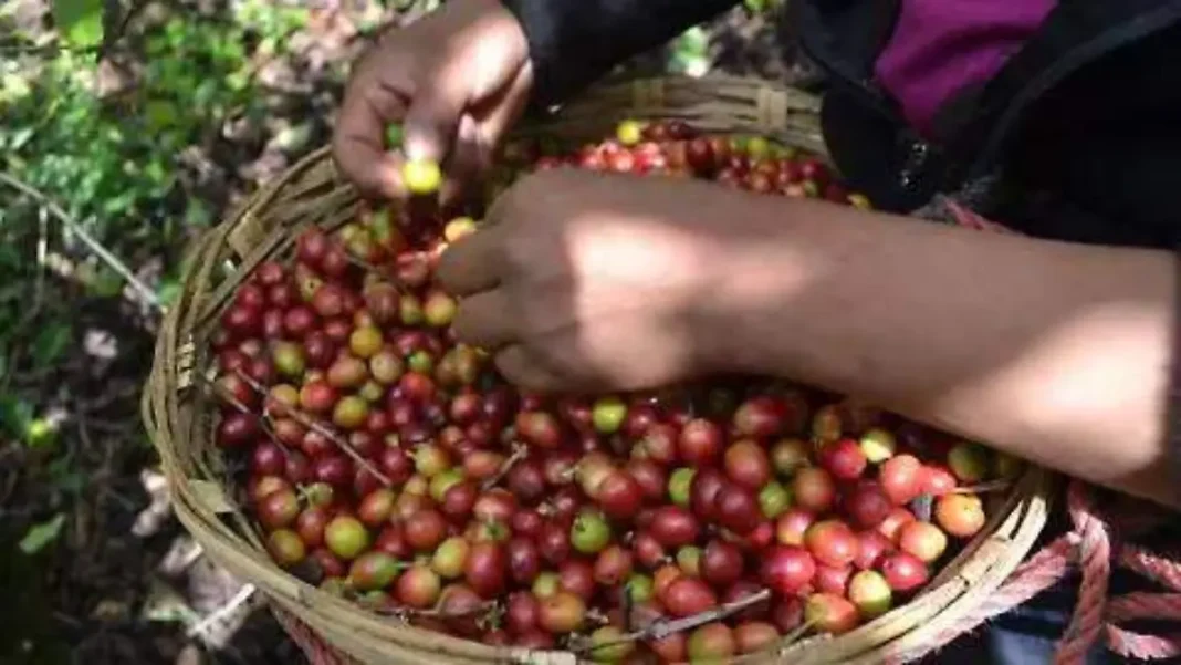 Chiapas destaca como principal productor de café en México