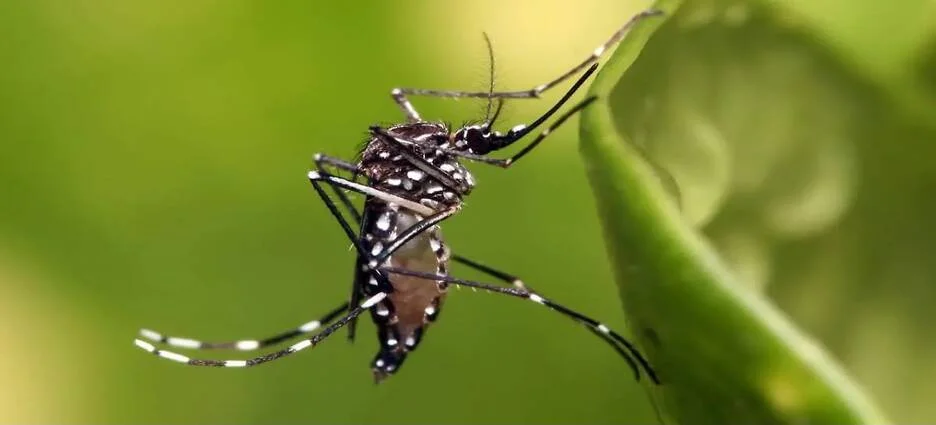 Nayarit acumula 188 casos de dengu