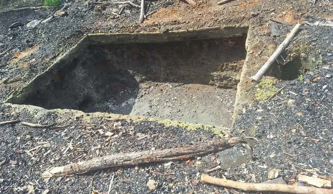 Profepa clausura 12 hornos de carbón y suspende tala en Campeche