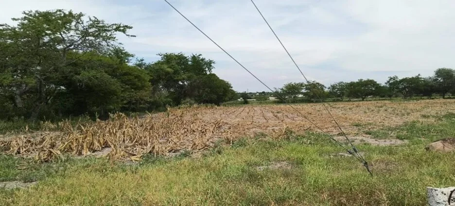 Seguros agrícolas resultan insuficientes daños a cultivos
