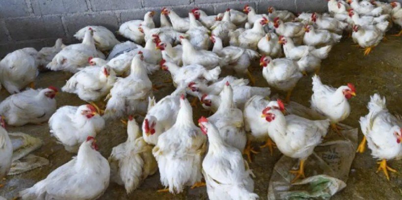 Suspende México importación de pollo de Brasil